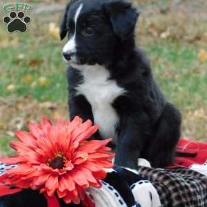 Celina, Border Collie Puppy